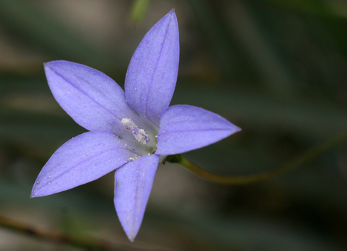 Wahlenbergia stricta