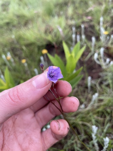 Wahlenbergia undulata (Pale bluebell) — photo