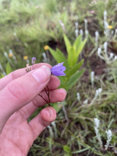 Wahlenbergia undulata (Pale bluebell) — photo