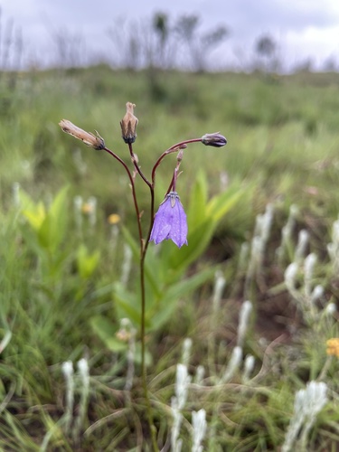 Wahlenbergia undulata