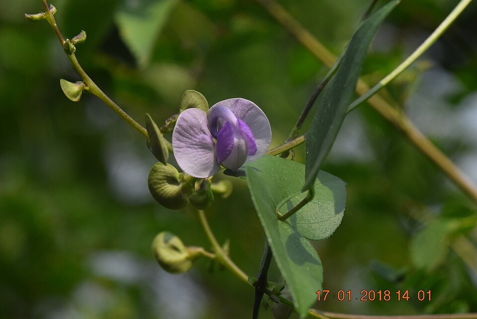 Wajira grahamiana (Bakla) — photo