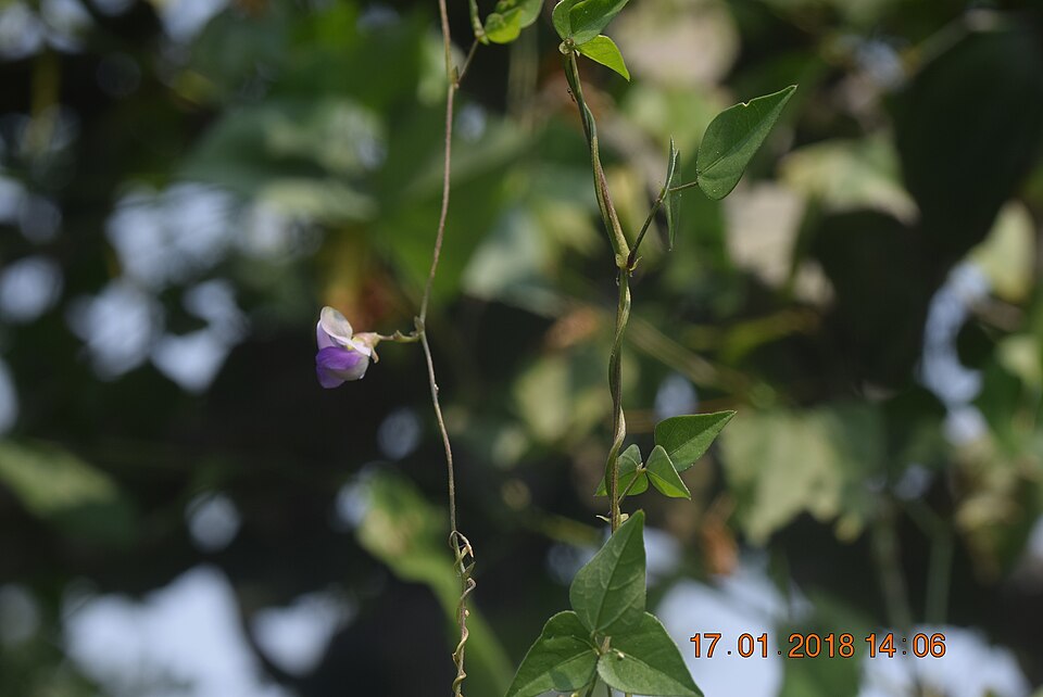 Wajira grahamiana