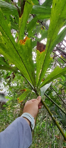 Wallichia caryotoides