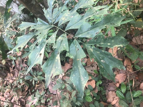 Wallichia caryotoides (Himalayan dwarf fishtail palm) — photo