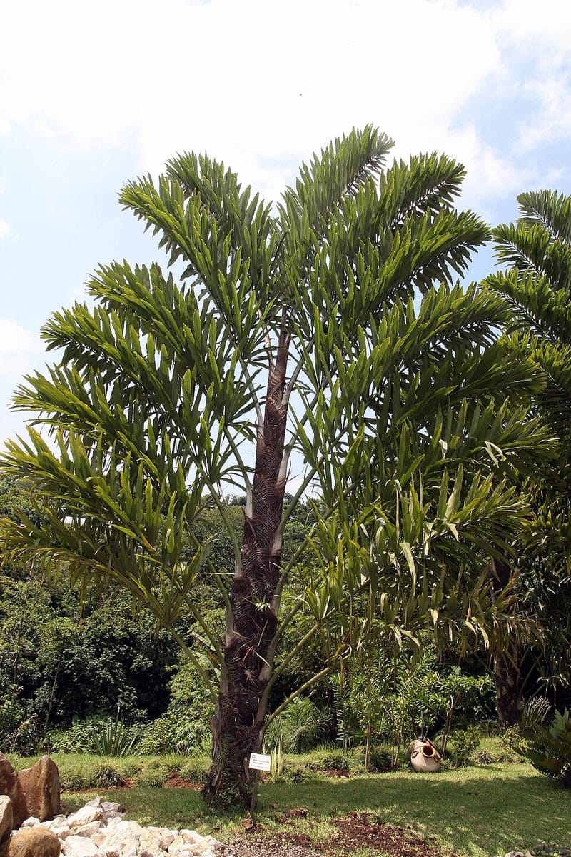 Wallichia disticha (Wallich's disticha palm) — photo