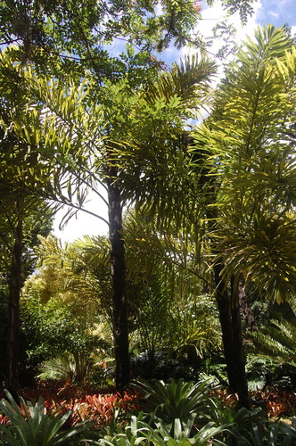 Wallichia disticha