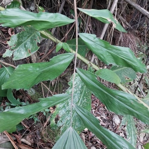 Wallichia oblongifolia (Himalayan dwarf fishtail palm) — photo