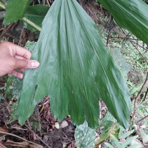 Wallichia oblongifolia (Himalayan dwarf fishtail palm) — photo