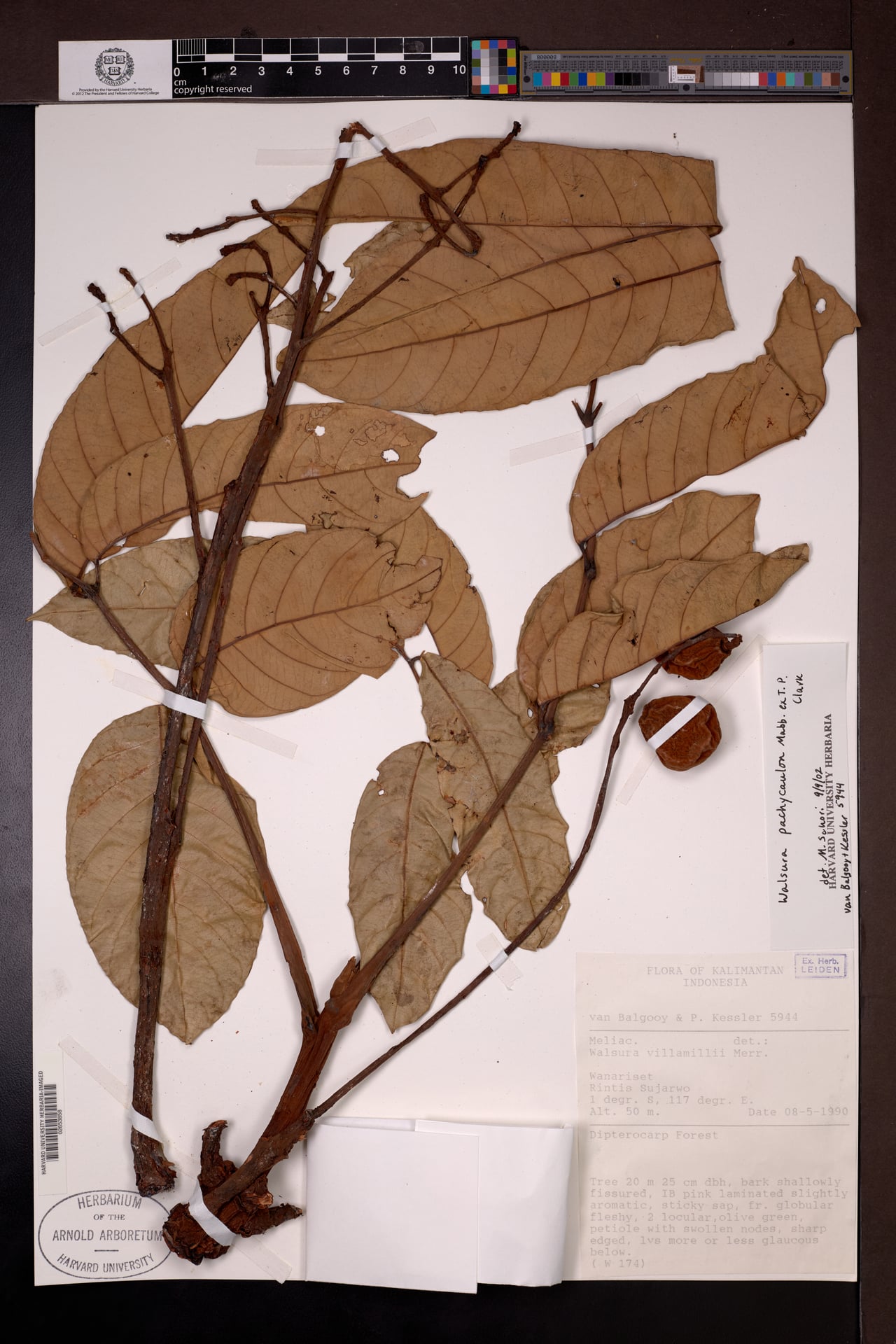 Walsura pachycaulon — photo