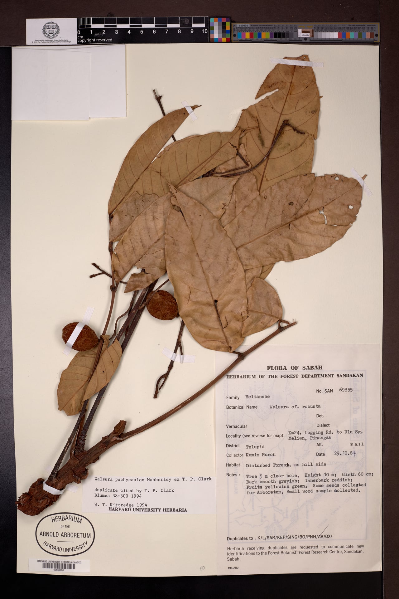 Walsura pachycaulon — photo
