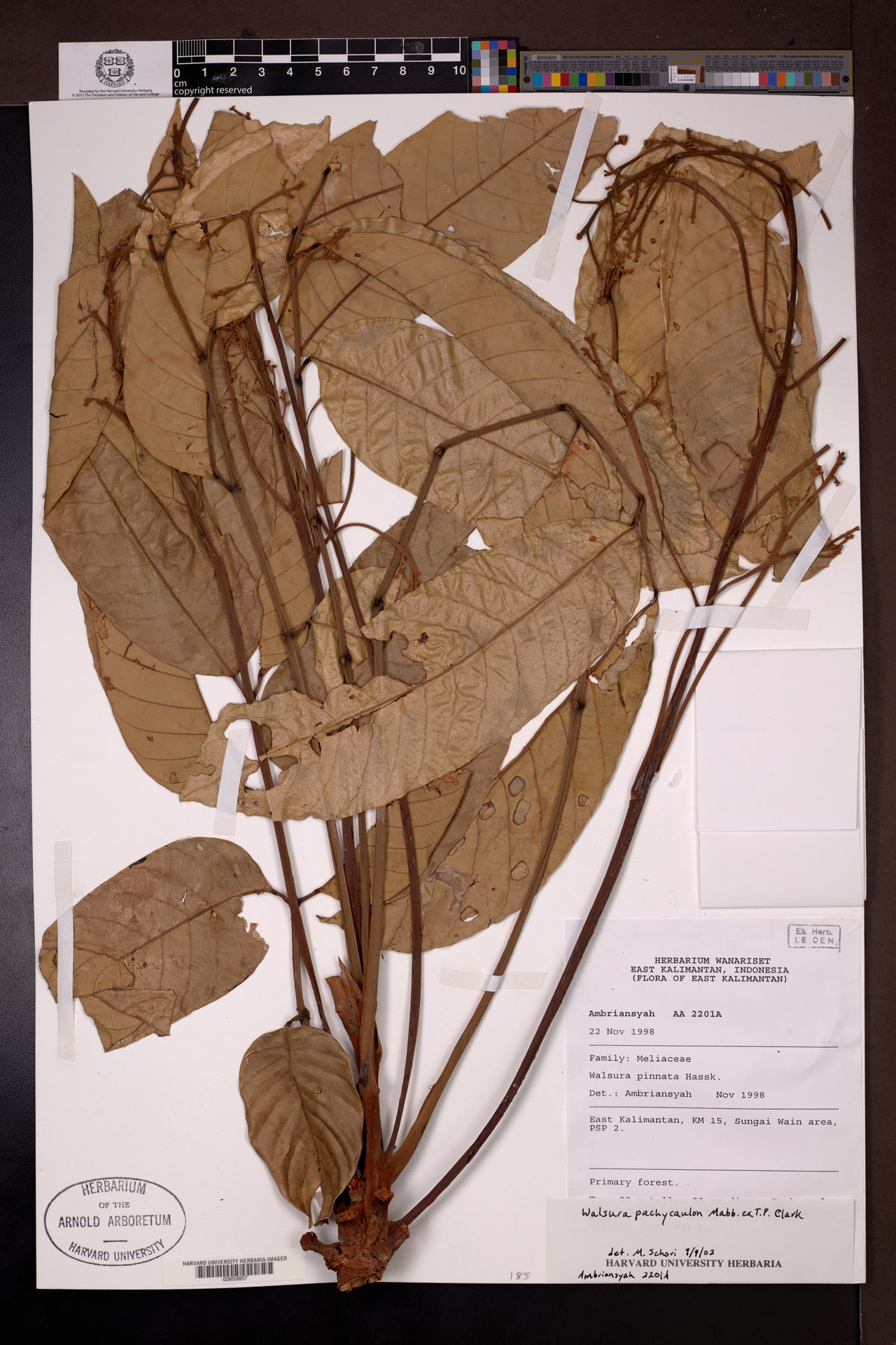 Walsura pachycaulon