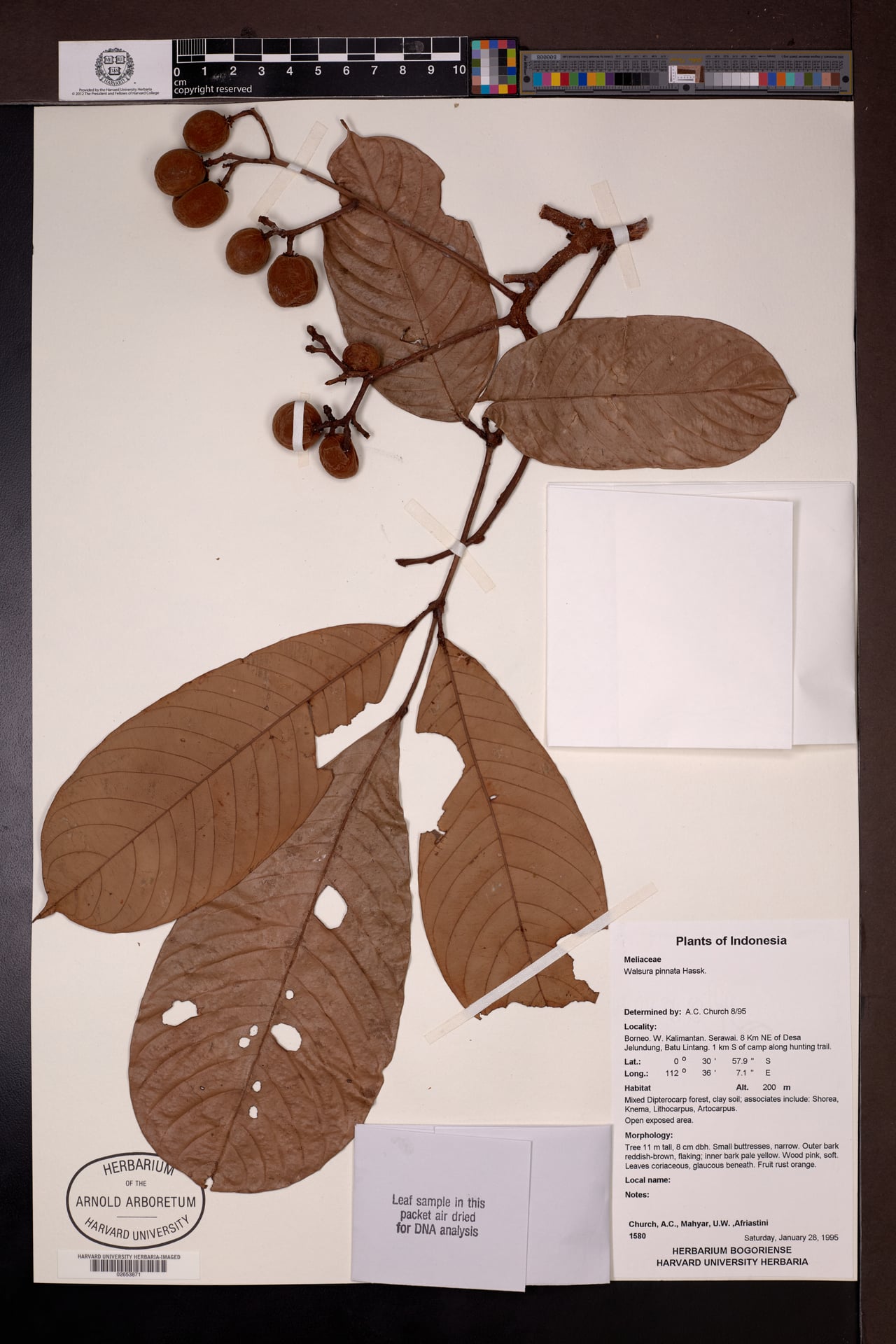 Walsura pinnata — photo