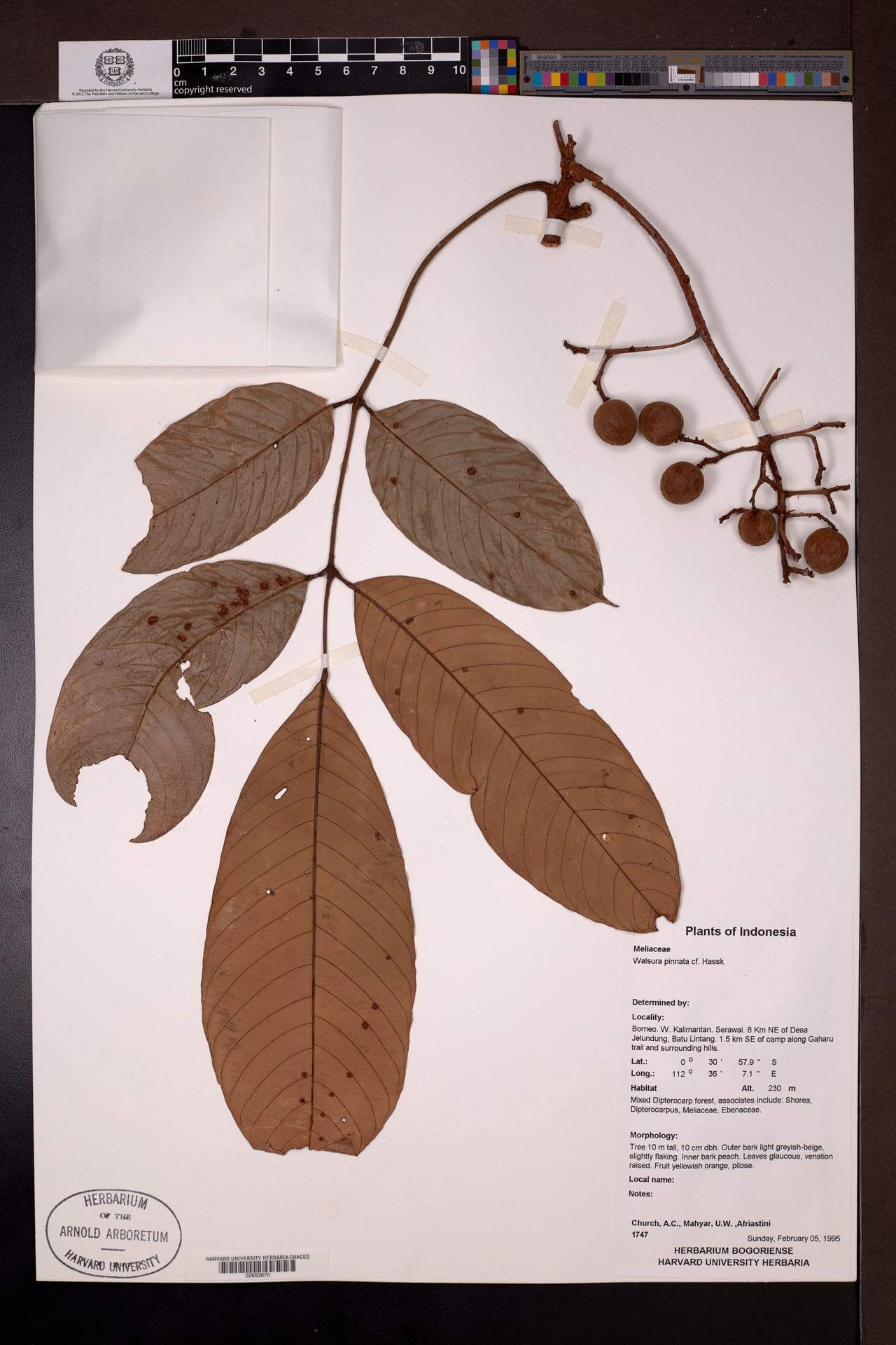 Walsura pinnata — photo