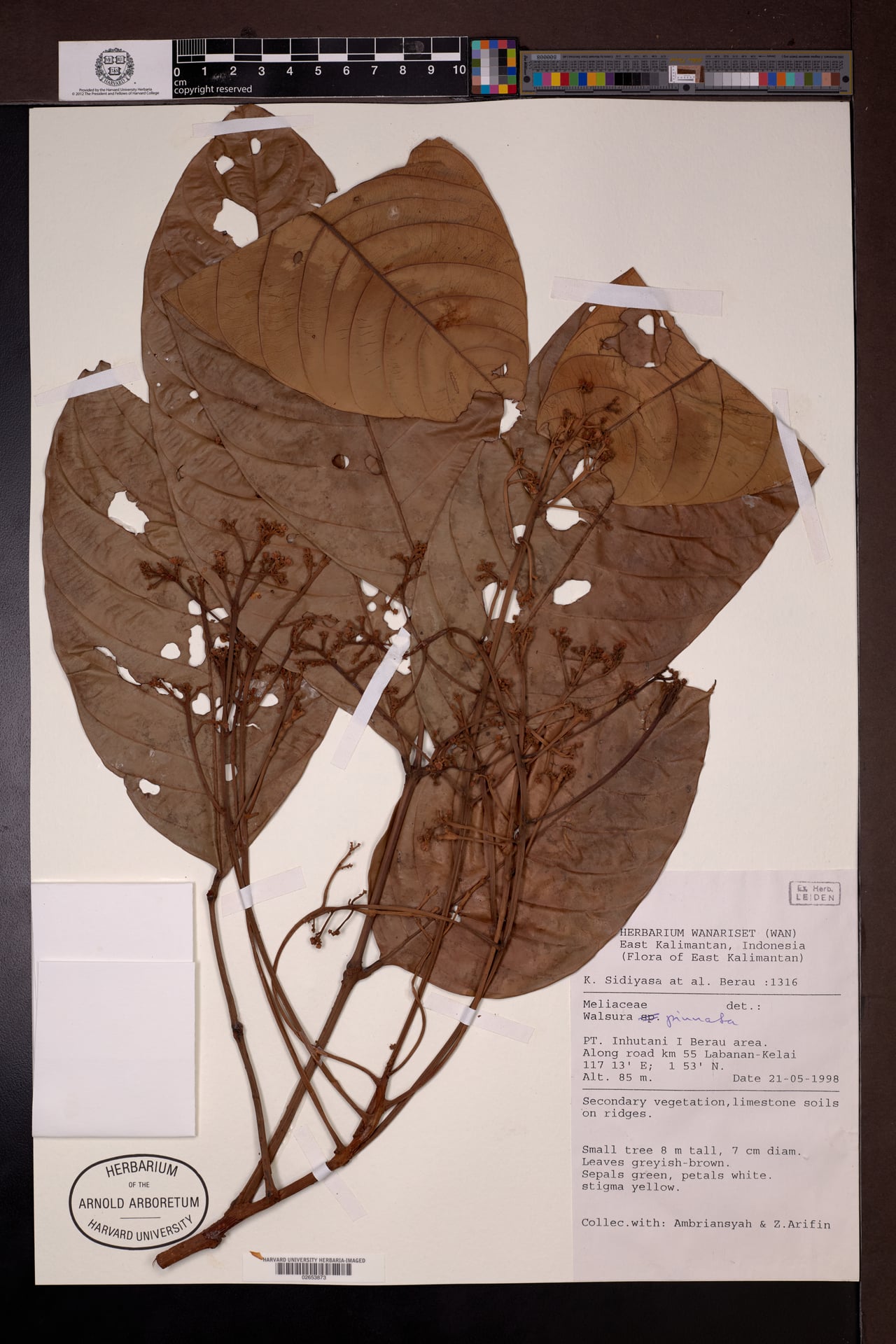 Walsura pinnata