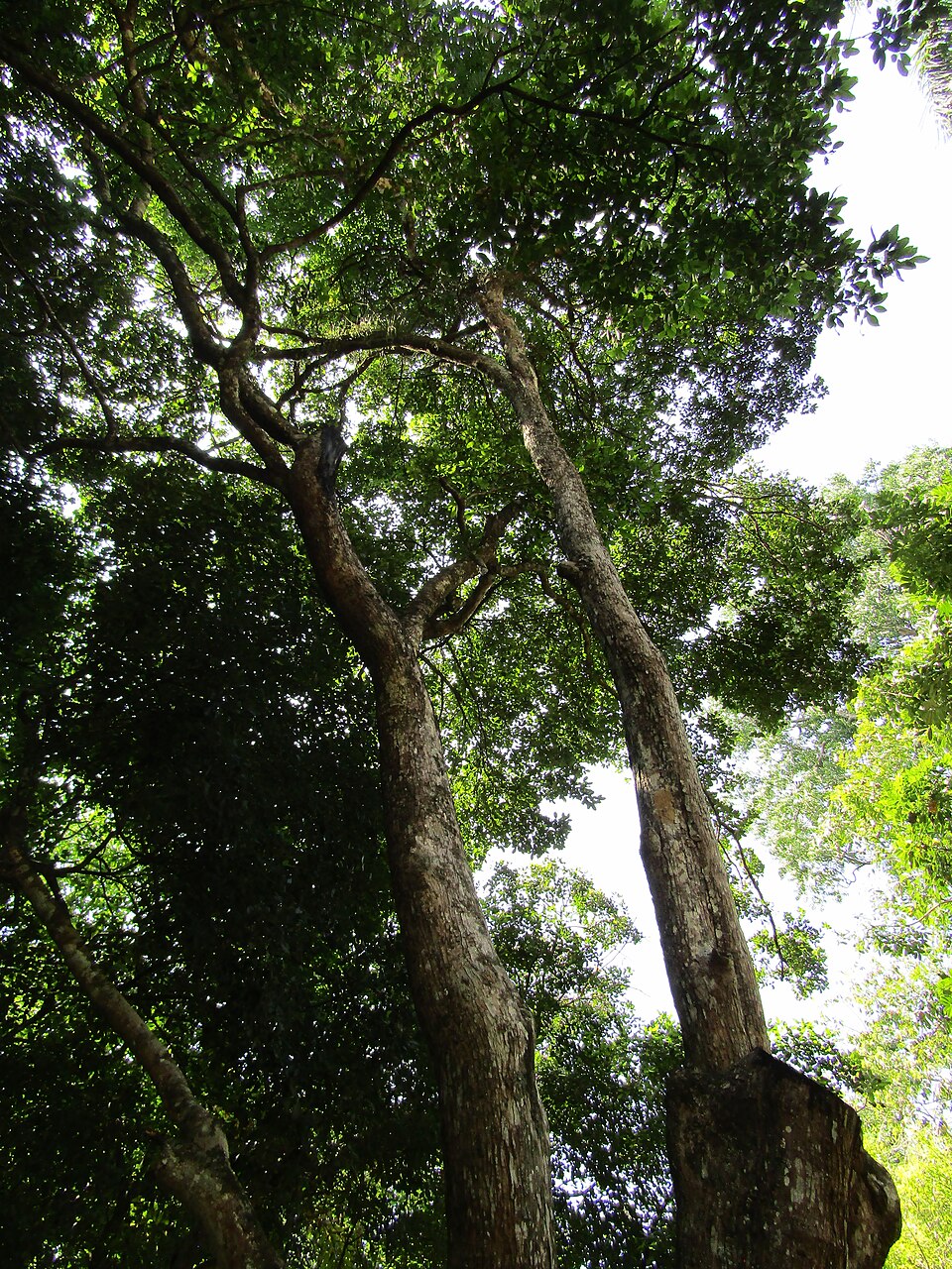 Walsura piscidia