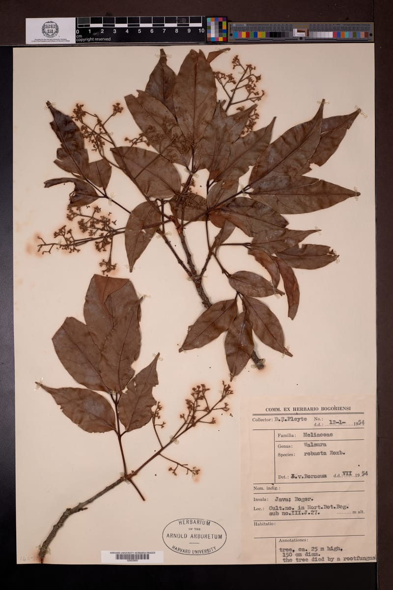 Walsura robusta (Cut-the-tongue tree) — photo