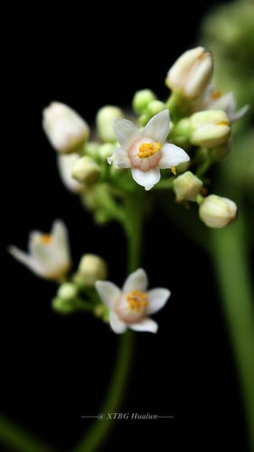 Walsura robusta