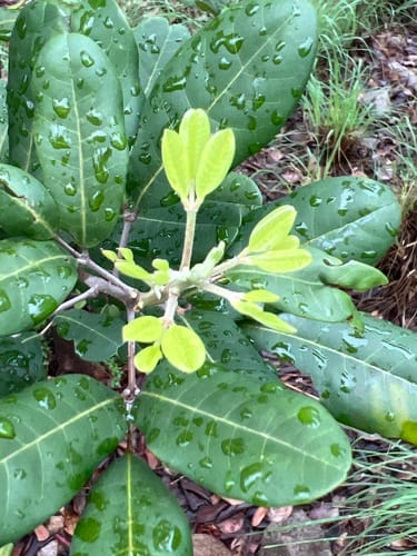Walsura trifoliolata (Three-leaf walsura) — photo