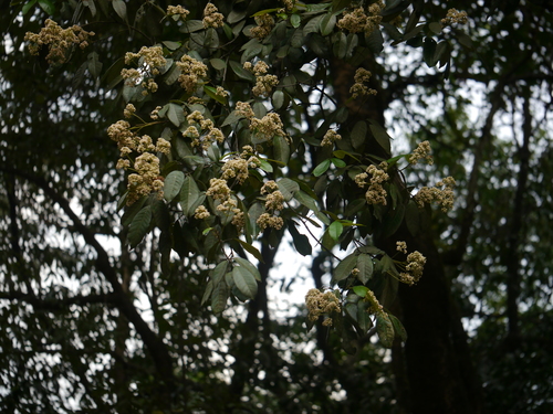 Walsura trifoliolata
