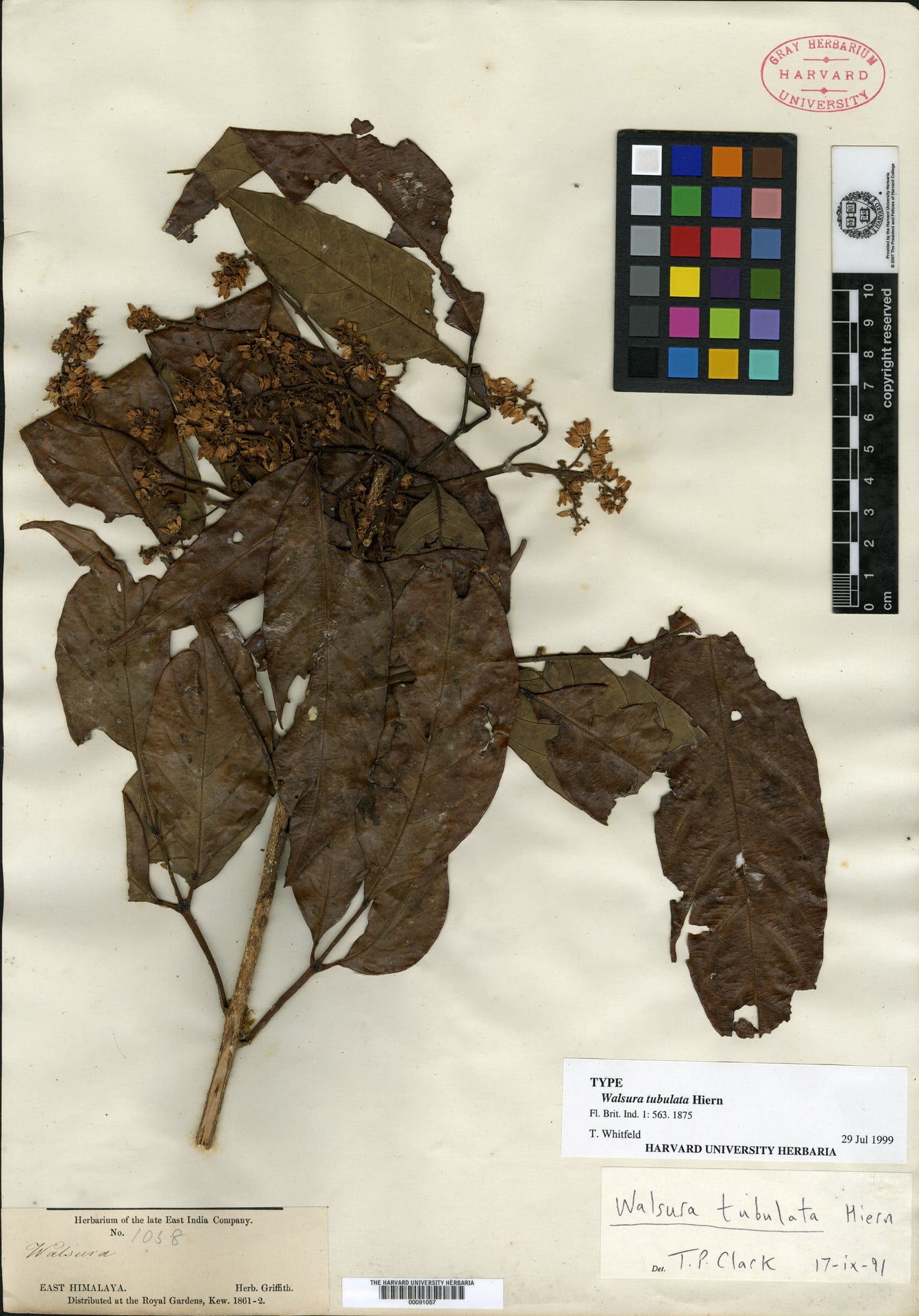 Walsura tubulata