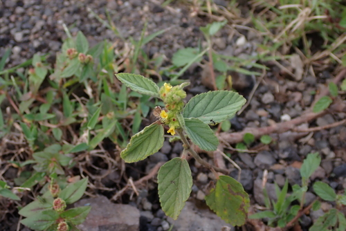 Waltheria indica (Walteria) — photo
