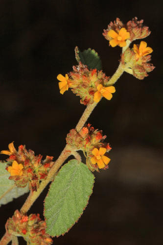 Waltheria indica (Walteria) — photo