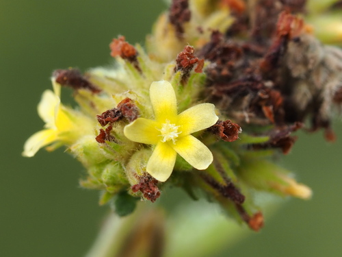 Waltheria indica