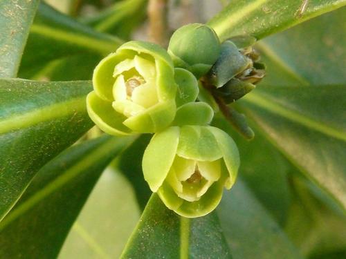 Warburgia salutaris (Fever plant) — photo