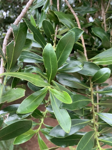 Warburgia salutaris