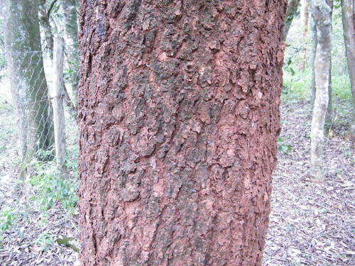 Warburgia ugandensis (East African green wood) — photo
