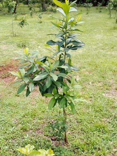 Warburgia ugandensis (East African green wood) — photo