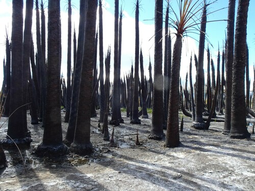 Washingtonia filifera (Desert Fan Palm) — photo