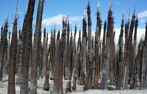 Washingtonia filifera (Desert Fan Palm) — photo