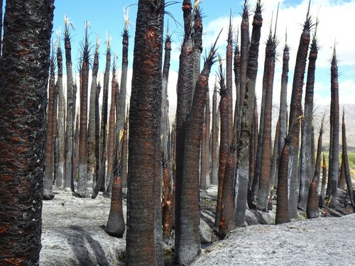 Washingtonia filifera