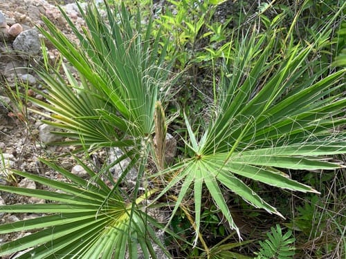 Washingtonia robusta (Desert Fan Palm) — photo