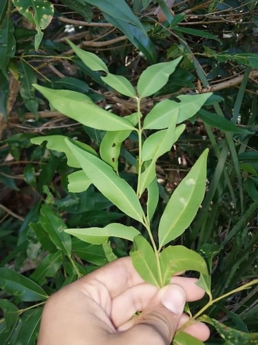 Waterhousea floribunda (Weeping lillipilli) — photo
