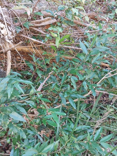 Waterhousea floribunda (Weeping lillipilli) — photo