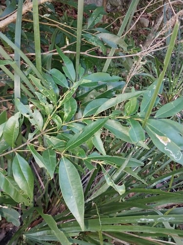Waterhousea floribunda