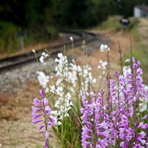 Watsonia borbonica — photo