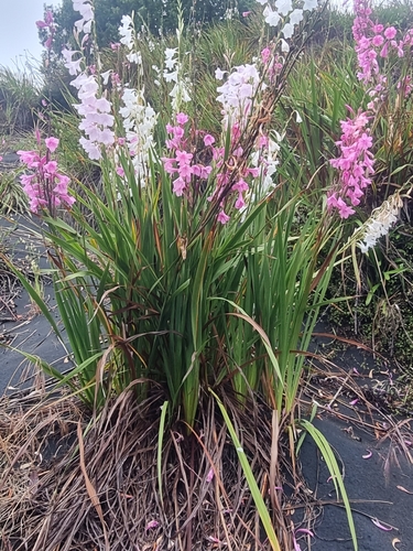 Watsonia borbonica — photo