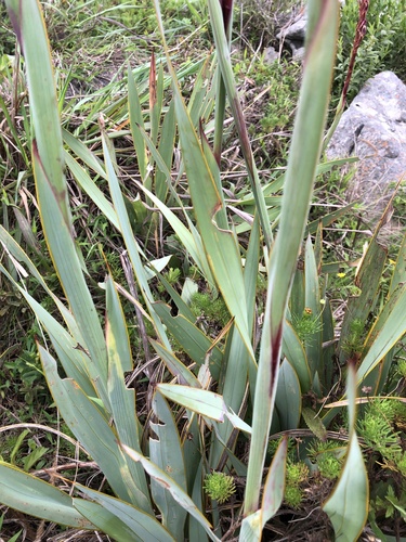 Watsonia densiflora — photo