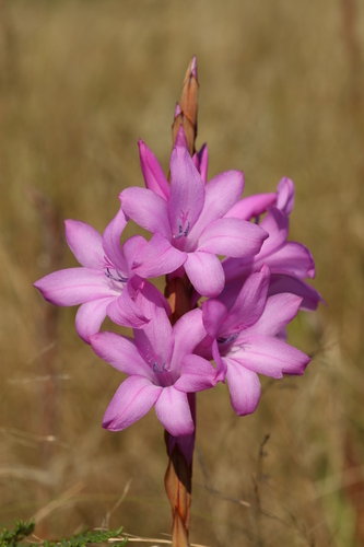 Watsonia densiflora — photo