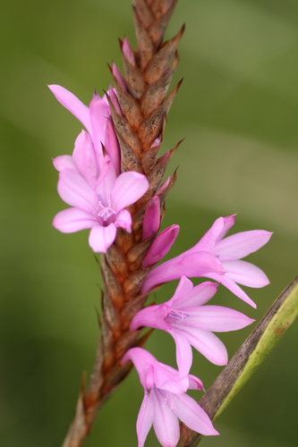 Watsonia densiflora