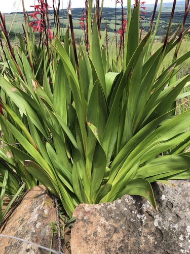 Watsonia latifolia (Bugle lily) — photo