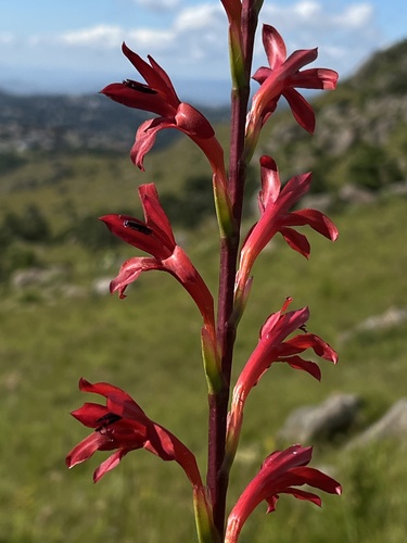 Watsonia latifolia (Bugle lily) — photo