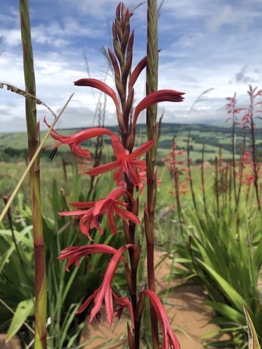 Watsonia latifolia