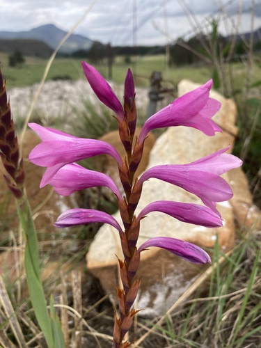 Watsonia lepida — photo