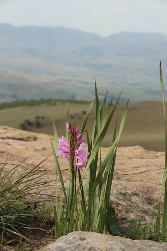 Watsonia lepida — photo