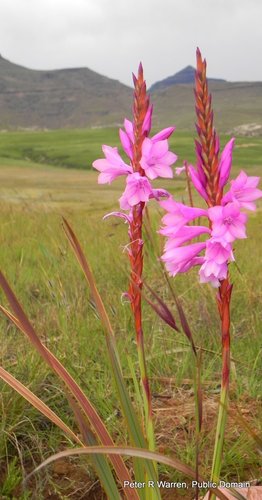 Watsonia lepida