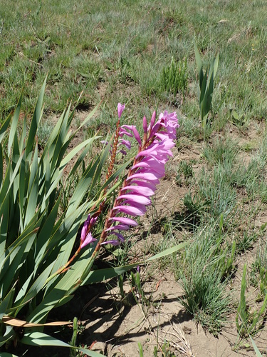 Watsonia pulchra (Natal watsonia) — photo